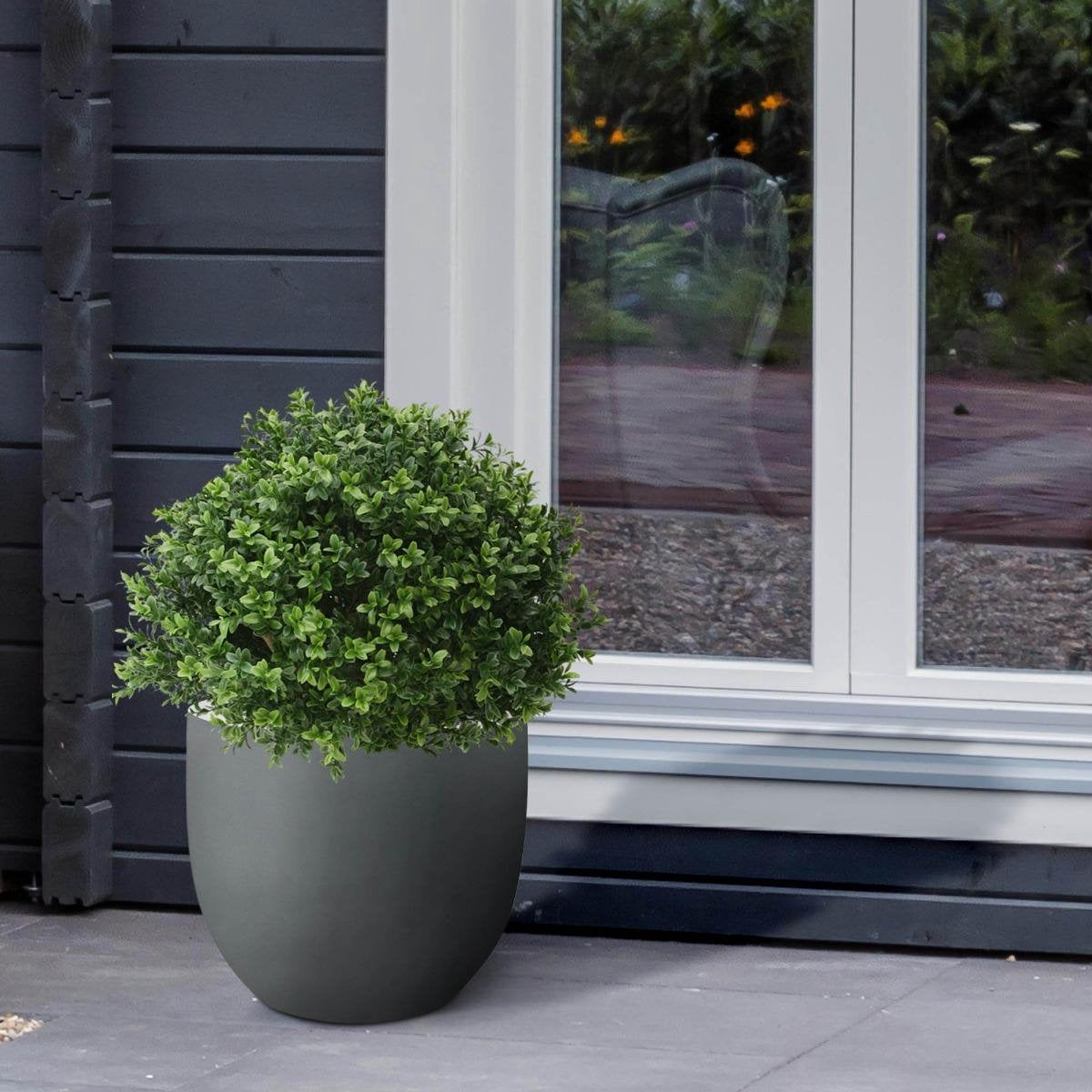 Buxus Bol Deluxe 50 cm