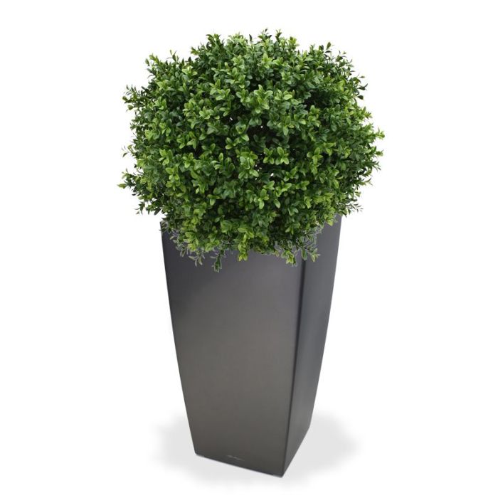 Buxus Bol Deluxe 50 cm