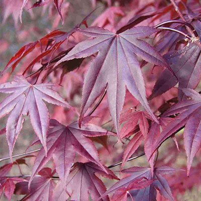 Acer Maple deluxe 165 cm kunstboom burgundy