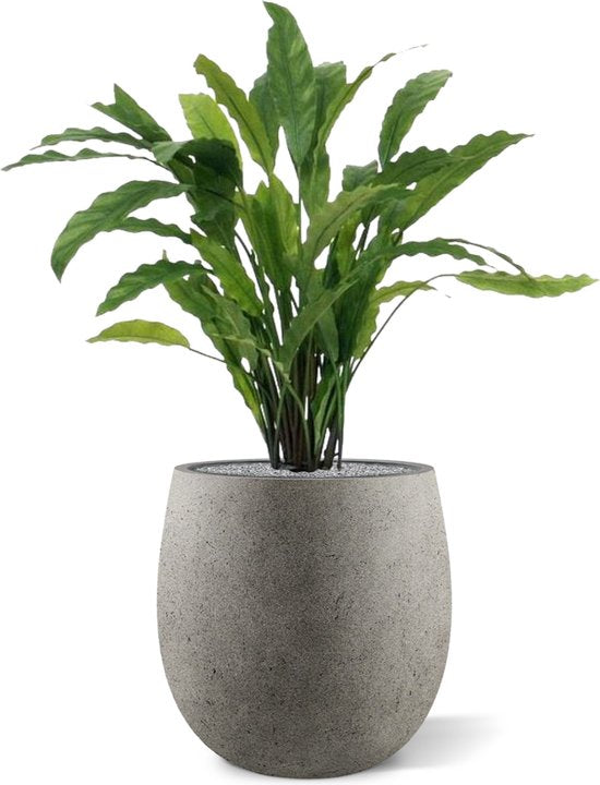 Calathea groen 60cm