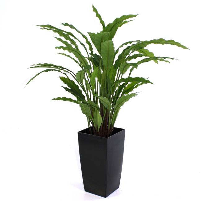 Calathea groen 60cm