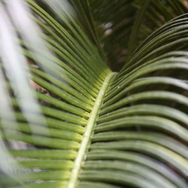 Cycas kunstpalm 60 cm Deluxe